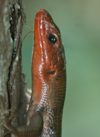 Common Five-lined Skink